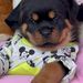 rottweiler_lover_shop