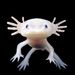 axolotlwithhands