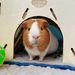 GuineaPig_Community