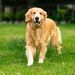 golden_retriever_shop