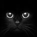 chat_noir_1313