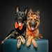 german_shepherdlovers