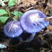 indigo_milkcap