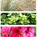 HedgeGardenDesignNursery