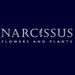 narcissusshop