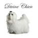 divinechien