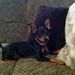 minpin3