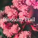 blossom_trail