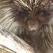 porcupineomelet