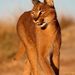 caracaltheriqn