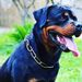 rottweiler_lover_shop95