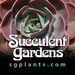 succulentgrdn