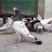 Aalam_pigeon