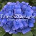 tamirazdesigns