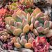 succulentplantcare