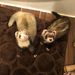 Ferrettails