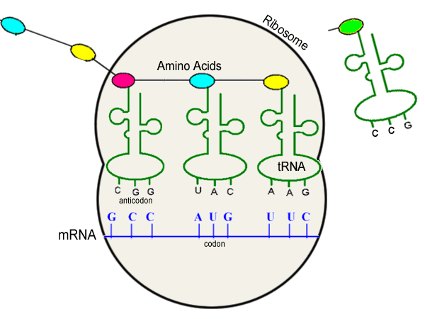 the structure of an animal cell, labeled in green and blue with dots on each side