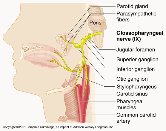 the anatomy of the head and neck