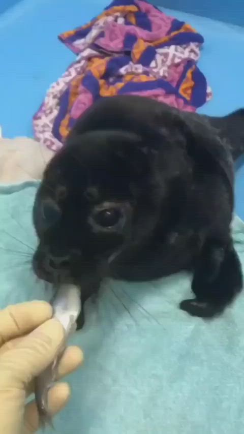 This may contain: a small black cat is being fed by someone