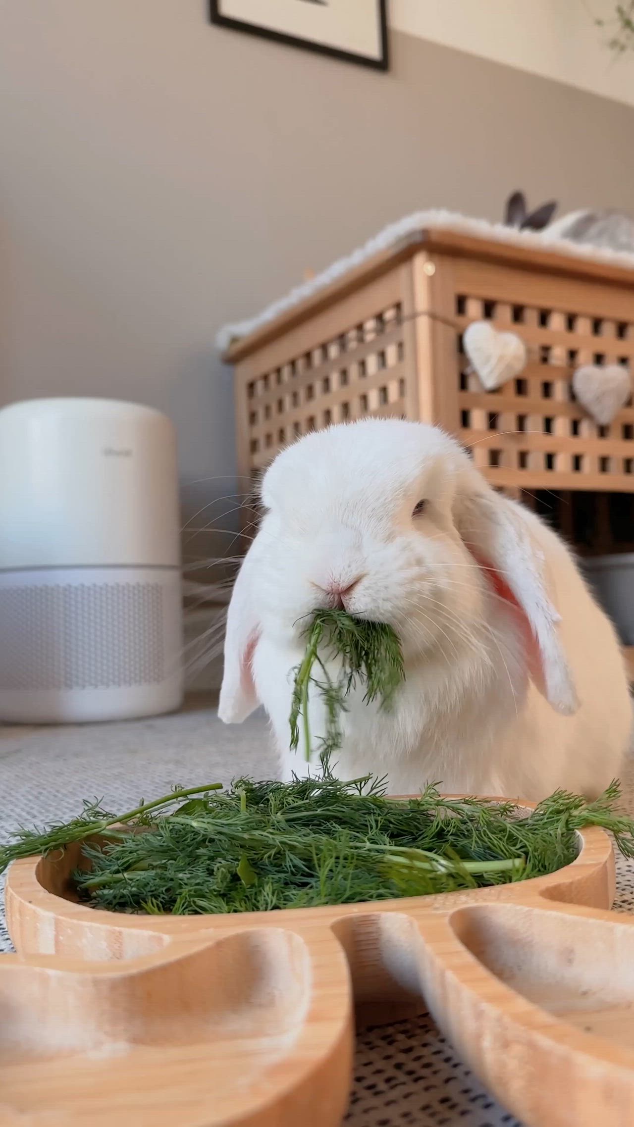 This may contain: a white rabbit eating grass in a bowl on the floor next to a wooden basket