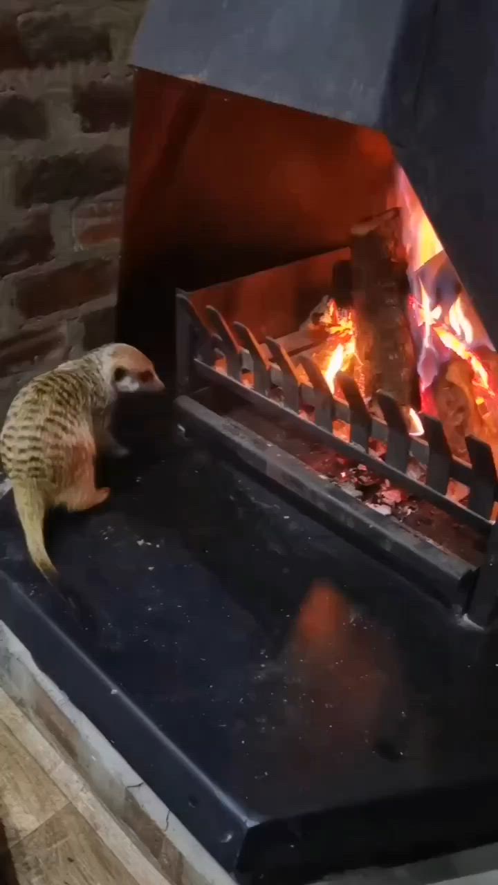 This may contain: an animal that is standing in front of a fire