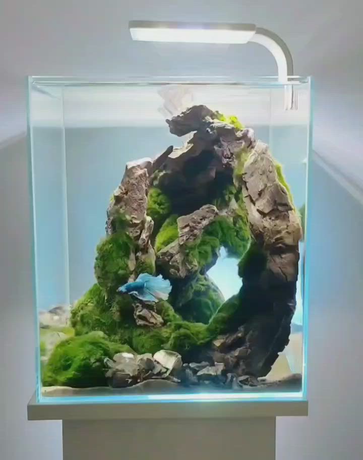 This may contain: an aquarium with rocks and moss in it