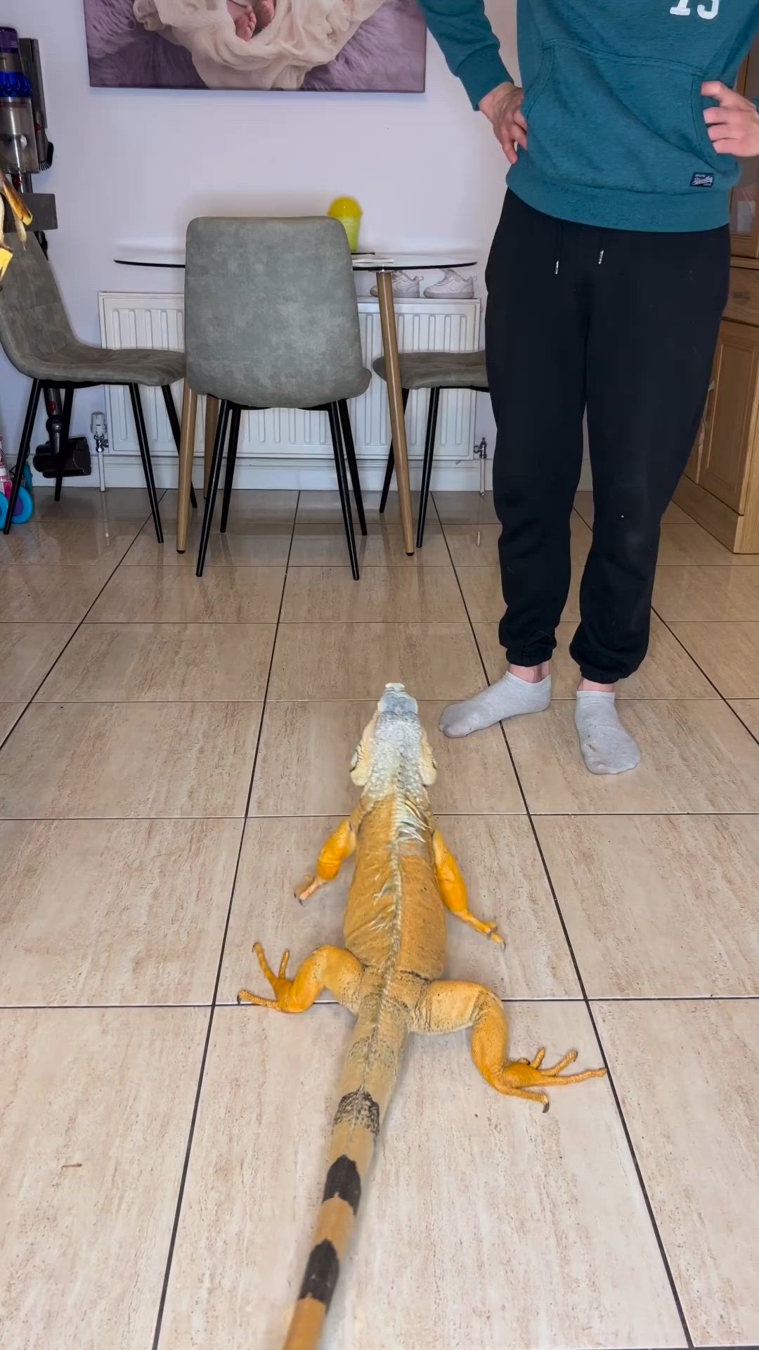 This may contain: a man standing next to a large lizard on the floor