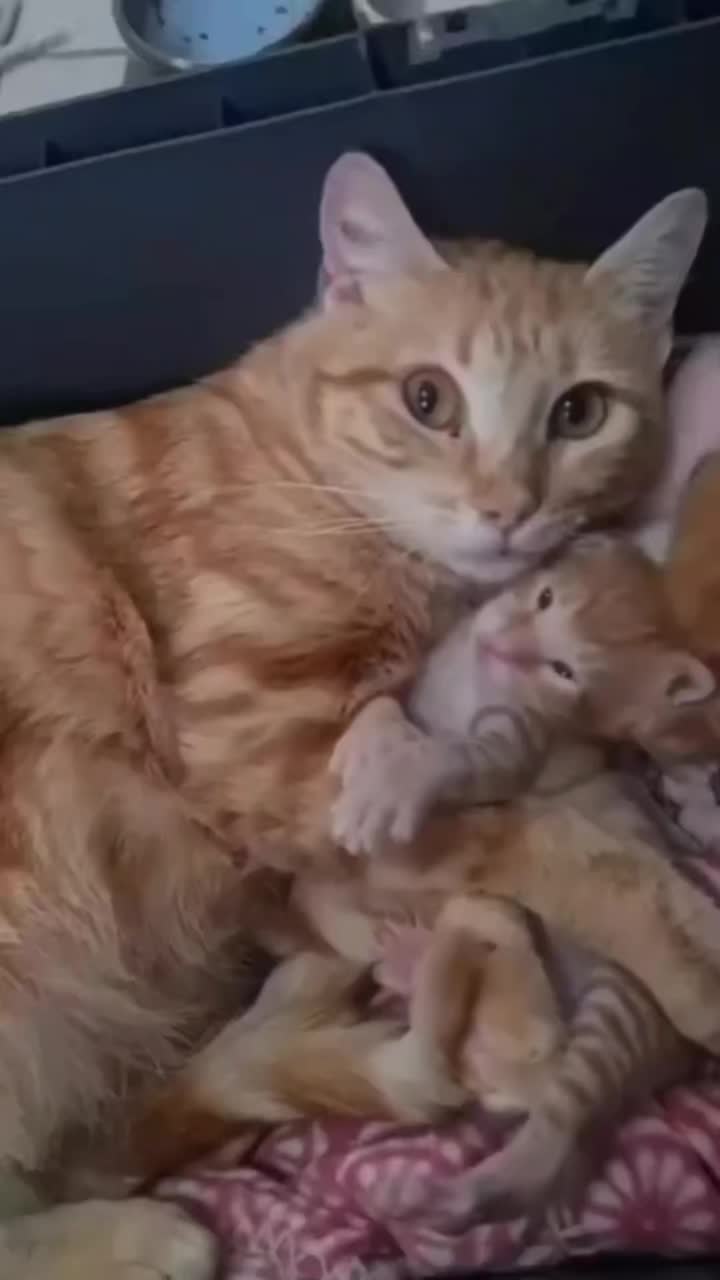 This may contain: an orange cat laying on top of a pile of kittens