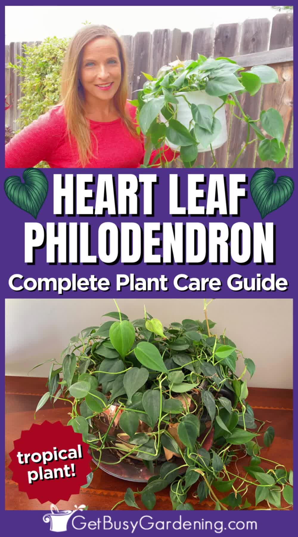 This contains: video tutorial showing you how to care for your plant