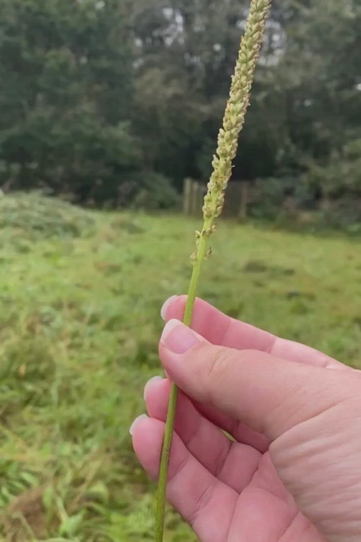 This may contain: a hand holding a flower with the words extraordinary experiences for young in the english countryside