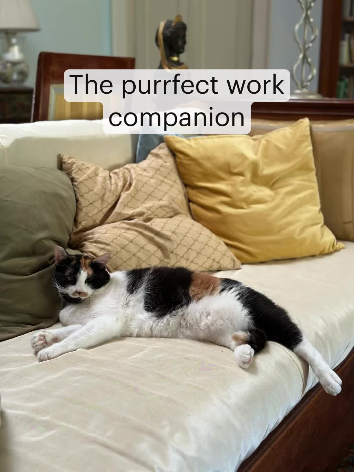 This may contain: a black and white cat laying on top of a couch next to pillows with the caption, the purrfect work companion