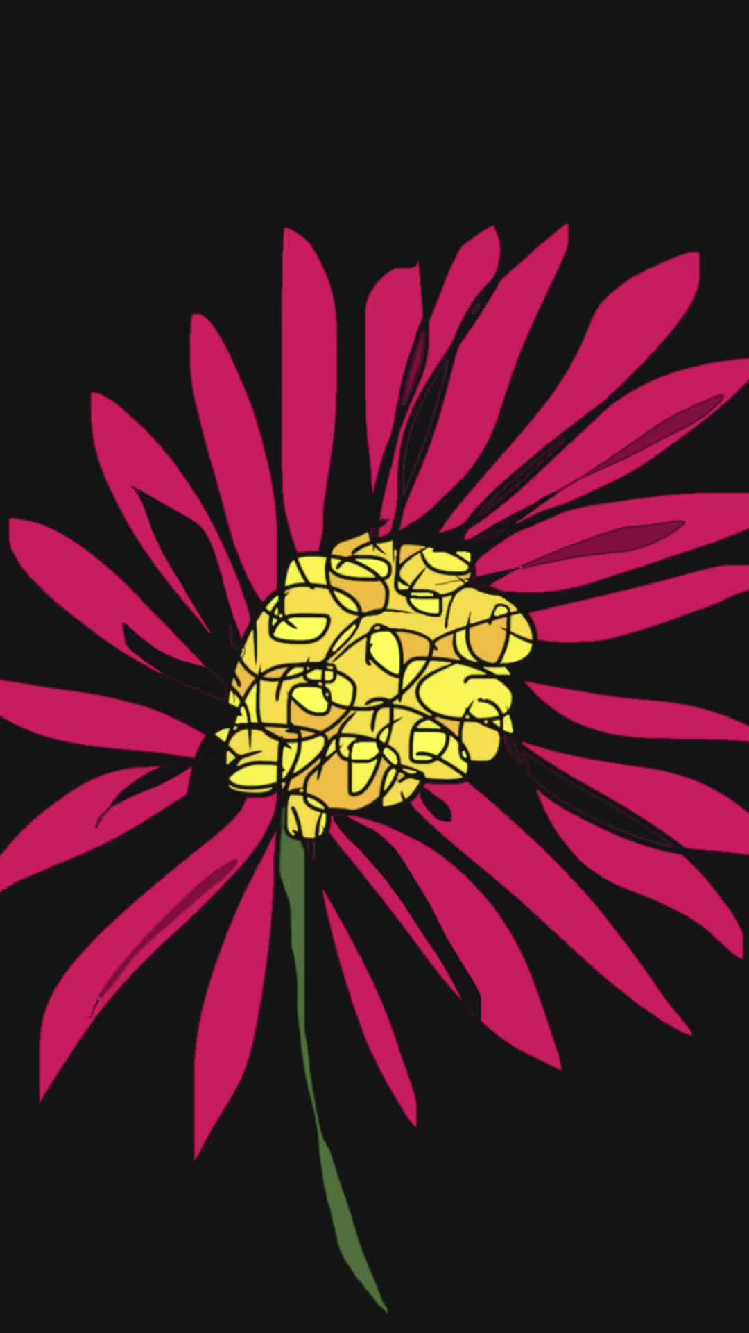 This may contain: a pink and yellow flower on a black background