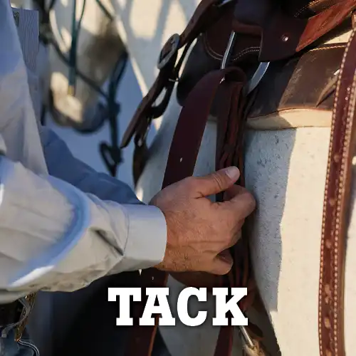 Close up of tack on a horse with text 