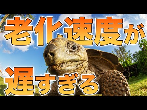 なぜカメは長寿なのか？極端に老化速度と死亡率が低いカメの謎