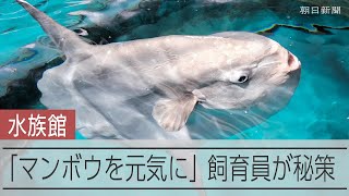 マンボウ、休館中にさびしくて体調不良？　飼育員のひと工夫で元気に