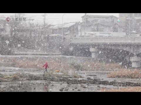 【京都の雪】雪が降り積もる鴨川デルタ（2025年1月10日、京都市上京区）