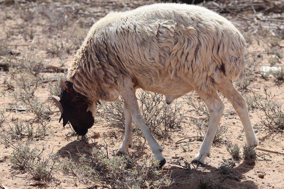 Sheep grazing on dry land