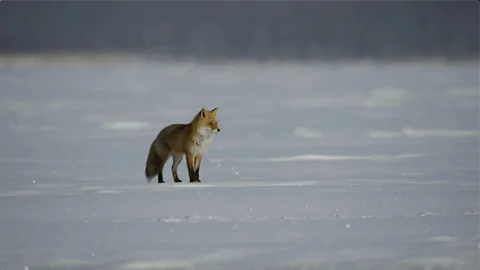 How foxes outsmart birds in the quest for food