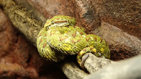 Danelo-commonswiki assumed/Eyelash Pit Viper 01/Wikipedia/CC BY 2.5 The snake’s venom can cause kidney failure, brain hemorrhaging and many other alarming ailments (Credit: Danelo-commonswiki assumed/Eyelash Pit Viper 01/Wikipedia/CC BY 2.5)