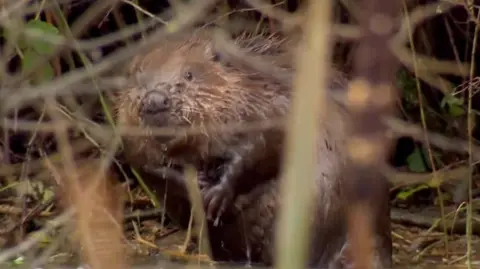 A beaver surrounded by woodland.