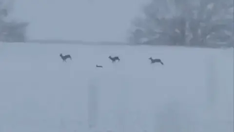 A snow covered field with trees in the background. Three blurry deer can be seen running across the field with a small hare between them.