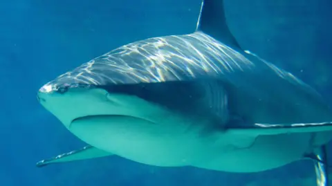 A shark floating in blue sea.