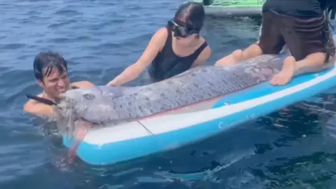 Two swimmers look at an oarfish on a paddle-board with one man atop the board