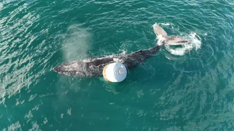 Drone shot of a humpback whale with a rope tangled round its head and a buoy tangled round its body.