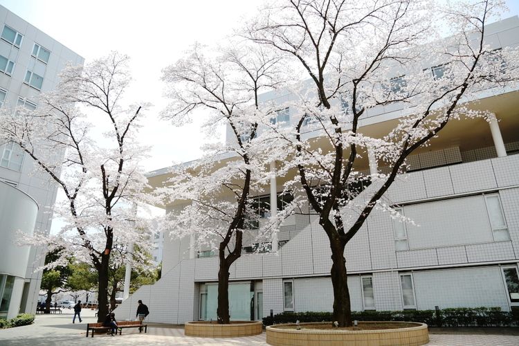 東京国際大学画像