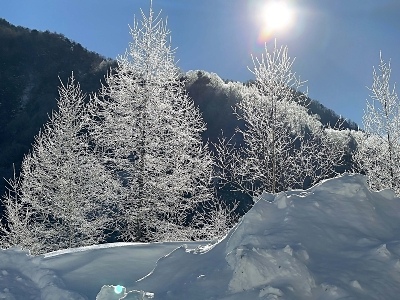 朝日に輝く霧氷