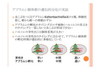 アブラムシ個体群の遺伝的分化の実証
虫こぶをつくるアブラムシKaltenbachiellla属の１種。移動性低
く、樹から樹への移動わずか
アブラムシの孵化のタイミングがエサ植物（ハルニレ）の芽ぶきの
タイミングと一致しないと虫こぶが形成できない
ハルニレの芽吹きには個体変異が大きい
ハルニレの芽吹きのタイミングに合わせて、アブラムシ個体群の
孵化時期が遺伝的に多様化していた
アブラムシ
個体群１

芽吹き
アブラムシ孵化

早い
早い

アブラムシ
個体群２

中間
中間

アブラムシ
個体群３

遅い
遅い

 