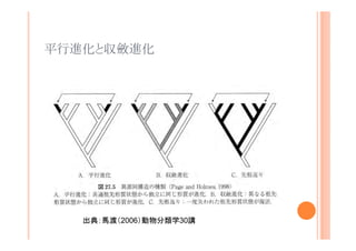 平行進化と収斂進化

出典：馬渡（2006）動物分類学30講

 