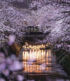 岸渡川堤の桜