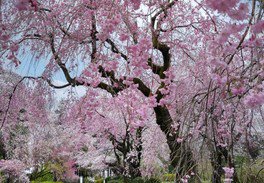 都立神代植物公園の桜